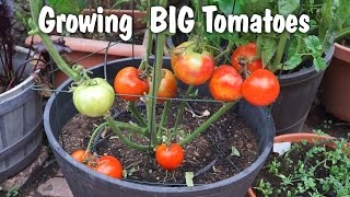 Growing Big Tomatoes in Containers  Mountain Pride Tomato [upl. by Astrid]