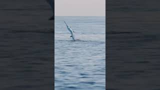 sail fish catch  තලපත් පන්නේ  sail sailfish fishing fish srilanka fishcutting [upl. by Dori57]