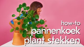 Pannekoekplant Pilea peperomioides stekken Zo doe je dat [upl. by Anavlis651]