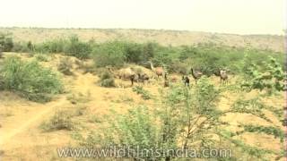 Camel grazing on desert vegetation in Rajathan [upl. by Hardman812]