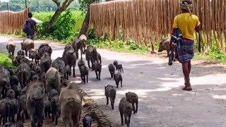 😲😲World famous pig pets  Bangla pig video  Graziers are pig grazing in village [upl. by Aicilat497]