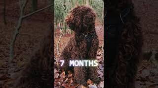 Barbet  From Puppy to Dog Transformation From 6 Weeks to 1 Year [upl. by Eatnod]