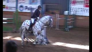 Knabstrupper stallion  Fairbanks Skrødstrup  Jumping Competition 9409 120 cm [upl. by Rudolfo836]