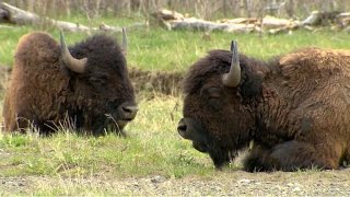 Bison makes comeback at Yellowstone National Park [upl. by Eniarrol602]