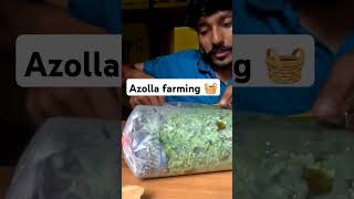 Azolla farming Malayalam cheapest rate available [upl. by Walter]