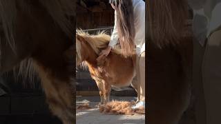 Am Ende kurz mein neues Pferd exposed 😂 fellwechsel equestrian minishetty fail fun horses [upl. by Anyahs240]