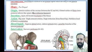 05 Muscles of Lower limbs  Muscles of Gluteal region  Pyriformis muscle  Origin Insertion [upl. by Akemhs]