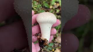 Lycoperdonperlatum Lycoperdon commonpuffball puffball puffballmushroom foraging edible [upl. by Maier]