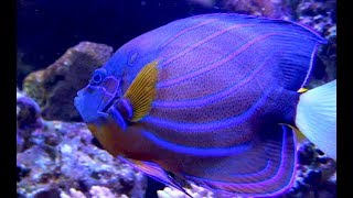 ワヌケヤッコ Bluering angelfish Pomacanthus annularis [upl. by Dylane]