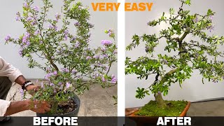 How to shape bonsai tree easily  Antidesma acidum flower Bonsai [upl. by Tonia]