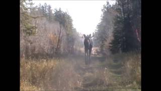 25 yard Bull Moose Shot with a 3030 opensight thats how u getter done [upl. by Wandy998]