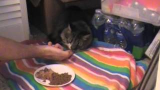 How to Make a Cat eat and Drink when it is Sick [upl. by Stickney]