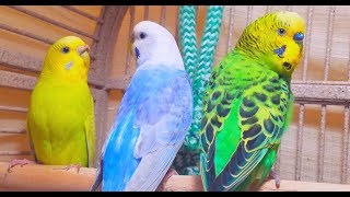 A unique recording of 10 Hr parakeet birds singing to help people relax and rid of anxiety [upl. by Ariaic]