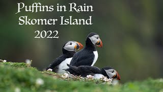 Puffins in Rain 120 FPS [upl. by Odrawde]