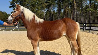 Haflinger mare driving [upl. by Shig968]