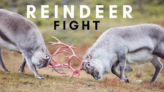 Reindeer  Caribou  Animals  Wildlife  No Copyright Video  Stock Footage [upl. by Azenav]