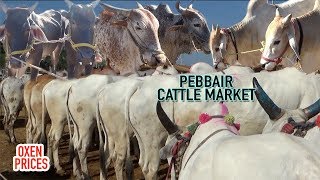 BIGGEST CATTLE MARKET IN TELANGANA  PEBBAIR CATTLE MARKET OXEN PRICES [upl. by Adnoma]