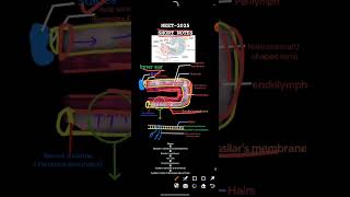 NEETAIIMS  Class11  Neural Control And Coordination  Human Ear physicswallah classxi [upl. by Agarhs816]