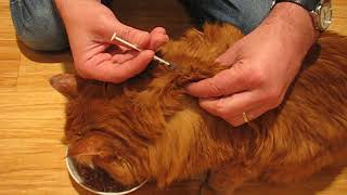 How to give an insulin injection to a diabetic Cat [upl. by Ellenrahc937]