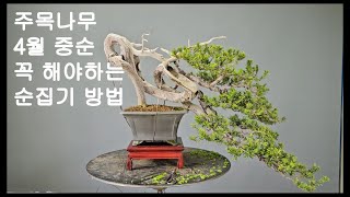 주목나무  4월 중순 꼭 해야하는 순집기 방법  분재  BONSAI  Taxus cuspidata SIEB et ZUCC [upl. by Anilrats326]