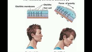 Anatomy  Physiology of the Utricle amp Saccule Otolithic Organs [upl. by Dylana741]