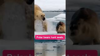 Polar bears hunt seals [upl. by Otrebliw149]