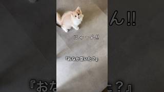 しっぽピーンでおねだりする子猫 スコッティッシュフォールド cat ねこ [upl. by Nonna]