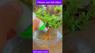 Fantastic Bonsai Plant creation 2  4 Amazing Bonsai Plant making  How to make Bonsai [upl. by Enhpad]