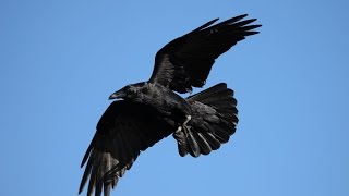 SHOCKING INTELLIGENCE OF CROWS FULL DOCUMENTARY [upl. by Eiddet818]