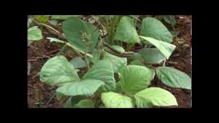 Mung Bean varieties in Tamil Nadu [upl. by Vallonia439]