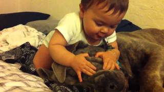 Cane Corso mastiff gets attacked [upl. by Suidualc887]