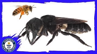 Mega Bee thought extinct has been rediscovered  Guinness World Records [upl. by Avevoneg79]