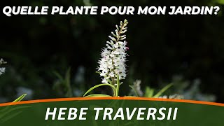 LA VÉRONIQUE ARBUSTIVE ou LHEBE TRAVERSII  Quelle Plante Pour Mon Jardin [upl. by Kram]