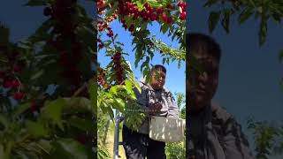 Cosecha de cerezas por contrato agriculture farming florida fruit subscribe usa viral [upl. by Angil793]