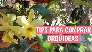 TIPS PARA COMPRAR ORQUÍDEAS [upl. by Otreblada548]