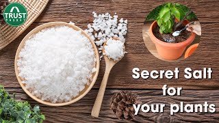 All about Epsom Salt  Benefits of Epsom Salt to Plants [upl. by Annirok]