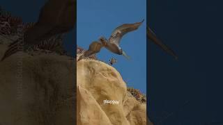 The cliff jump offfalcon peregrinefalcon birdsofprey birdsofyoutube birds wildlife [upl. by Bronder]