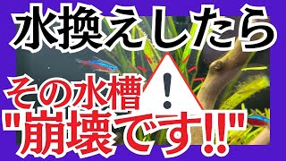 【水槽管理は放置が肝】ベテランだけが知る”究極水槽管理論” [upl. by Finegan949]