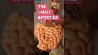 The Small Intestine funfacts [upl. by Issy]