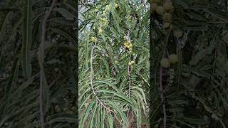 Indian gooseberry Amla tree Scientific NamePhyllanthus emblica ಬೆಟ್ಟದ ನೆಲ್ಲಿಕಾಯಿ ಗಿಡ [upl. by Ppik]