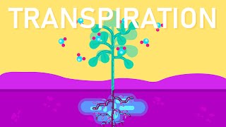 What is Transpiration in Plants [upl. by Naiva564]