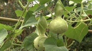 How to Plant Gourds  At Home With P Allen Smith [upl. by Ainessey832]