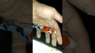 IKAN KOI TERLARIS  shortvideo koifish [upl. by Jenilee]