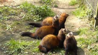 Hungry European polecats at Biotopwildpark Anholter Schweiz [upl. by Anniken]