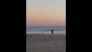 Sharing The Beach With The Seagulls Beach Bird sounds peaceful [upl. by Analihp]