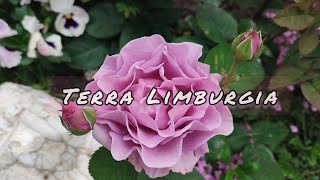 Vlog216 Terra Limburgia Цветение роз Терра Лимбурджия Бельгия 2006 г [upl. by Strickland145]