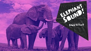 Elephant Trumpeting  sound effect  no copyright HQ [upl. by Edmonda]