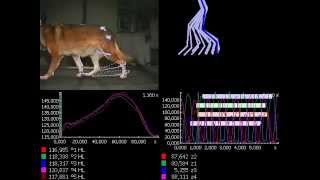 Dog Gait Analysis in 3D with Simi Motion [upl. by Polky]