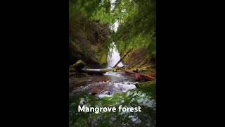 Mangrove forest  forest ecosystem  ecology biology biology [upl. by Hurwit]