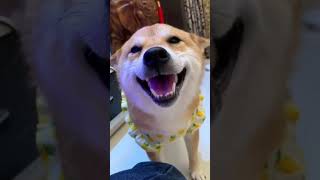 Whiskers amp Wags The Ultimate Comedy Compilation 🐾🤣funnypets [upl. by Asital]